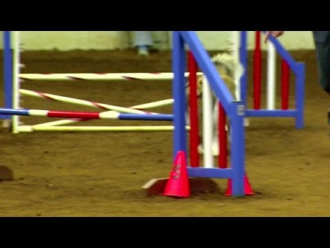 A lawyer finds the balance in his life with his dog.