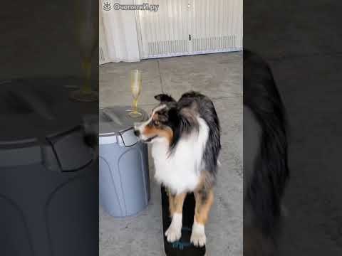 Собачий фокус с фужером