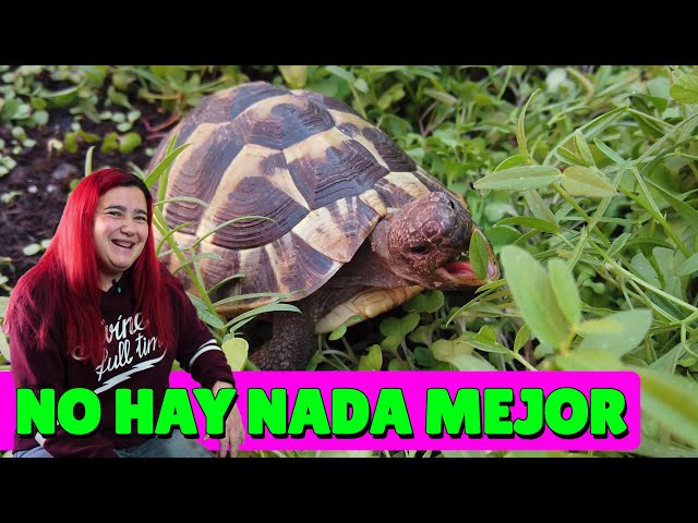 Vídeo relacionado con ZOMA Mezcla de semillas para tortugas de tierra, 6 hierbas con diente de león, trébol y lechuga, nutrición óptima para tortugas de tierra (1 bolsa de 15 g)