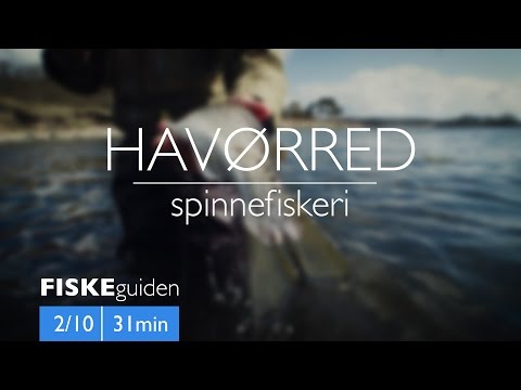 Havørredfiskeri med Gordon P. Henriksen