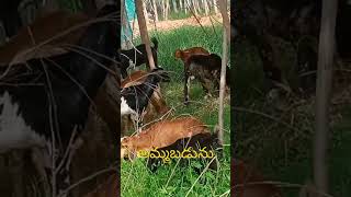goats for sell in nalgonda contact number.