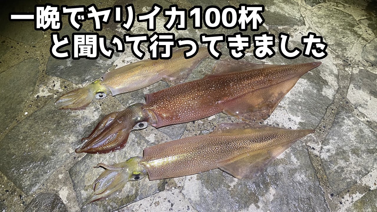 一晩でヤリイカ100杯と聞いて行ってきました