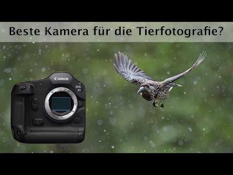 تشغيل الفيديو