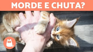 Por que meu GATO me MORDE e me CHUTA💥🐈 (causas e o que fazer)