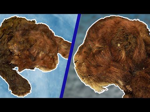 Sabre-Toothed Cat Mummy Found Frozen in Ice