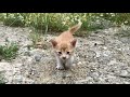 Kitten Meowing Because It S Hungry