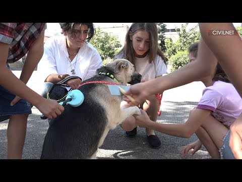 Oknooshoon: Llevando la terapia canina a Armenia
