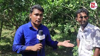 মিষ্টি দোকানদার থেকে ১০৪০ শতাংশ মাল্টা,লেবু বাগানের মালিক