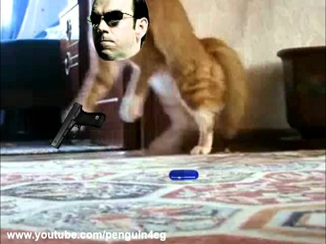 Кот ушел 2. Потерялся кот челябинск. Кот ушел видео. Кот уходит. Кот ушел 2.