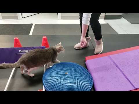 SOAR Veterinary Services:  Cat rehab and agility