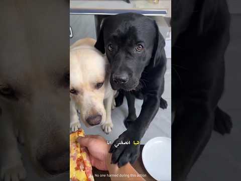 أقوى مقلب في الكلب الأسود! 😂🐕