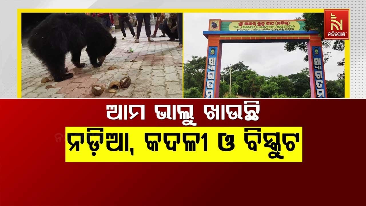 🔴Live | ଆମ ଭାଲୁ ଖାଉଛି ନଡ଼ିଆ, କଦଳୀ ଓ ବିସ୍କୁଟ