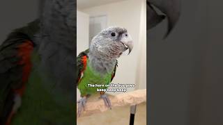 Cape Parrot Singing The Horn on The Bus Goes Beep Beep Beep