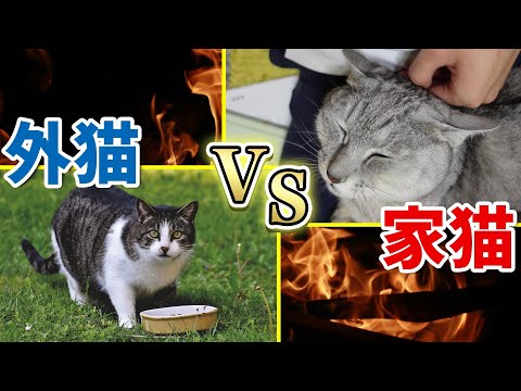 猫を外に出さないのは悪いことですか?