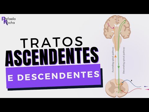 Vias ascendentes e descendentes do sistema nervoso