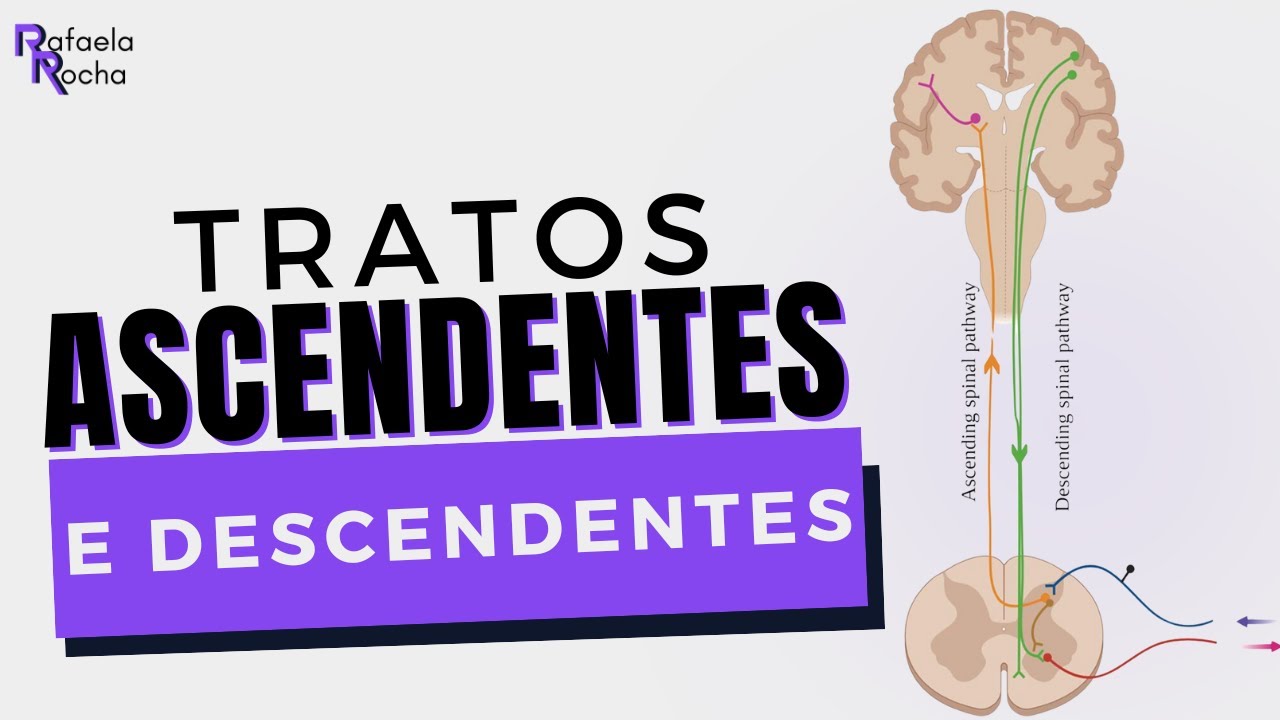 Vias ascendentes e descendentes do sistema nervoso