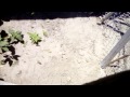 easter garden update