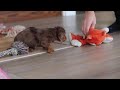 Miniature Dachshund dogs for sale: Elsa  - Video 1