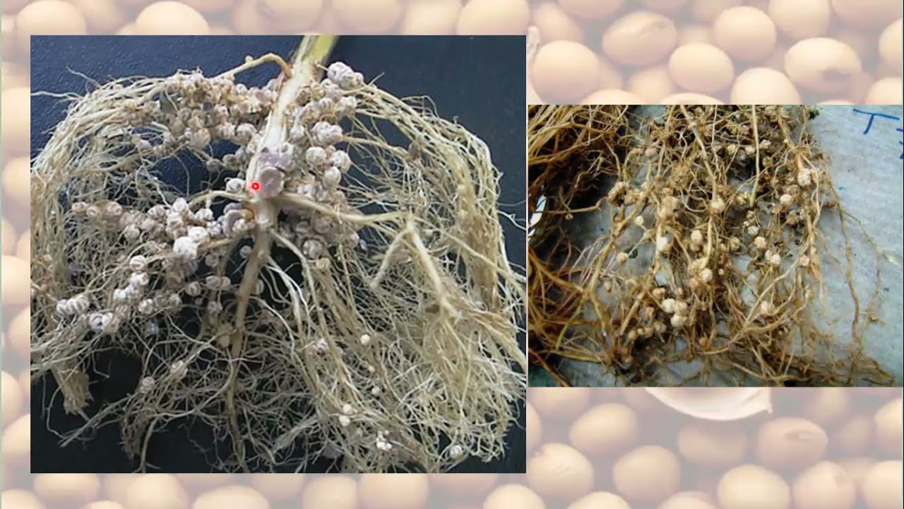 VIDEO AULA BOTÂNICA DA SOJA