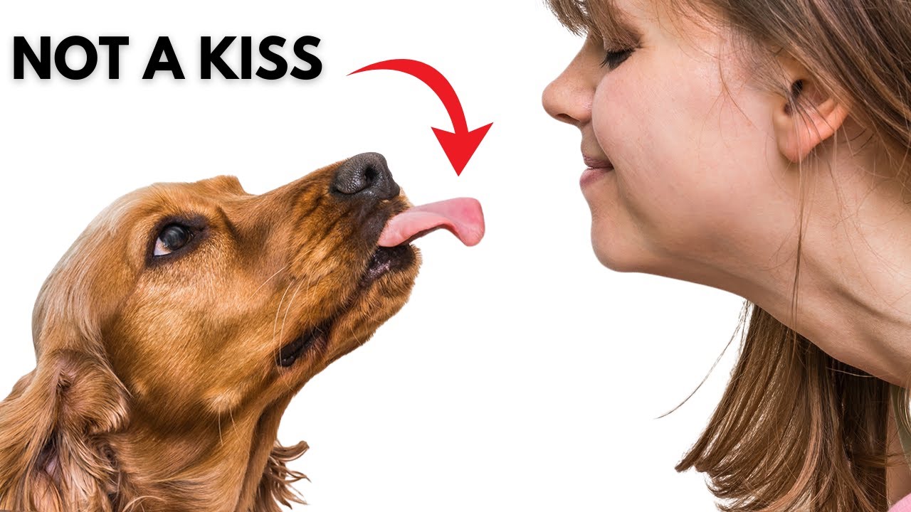 The Shocking Reason Your Dog Licks You—More Disgusting Than You Think!