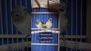 Download lagu Burung #flamboyan gacor @SaungKicauBandung #burungflamboyan #alcippepyrrhoptera #flamboyangacor mp3