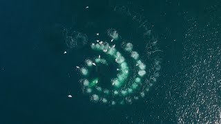 Bubble-Net Feeding Humpback Whales in Antarctica