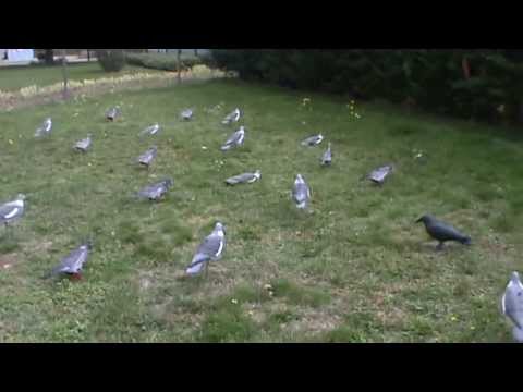 comment poser appelant pigeon