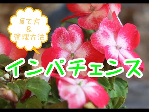 園芸 マウントオメイインパチェンス、ハーディインパチェンス、マウントオメイバルサム