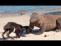 The Goat Pretends To Be Hit By A Komodo Dragon