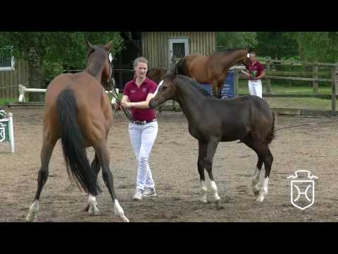 Holsteiner Fohlenchampionat 2017 - Plön - Siegerhengstring