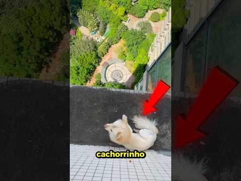 Ele Estava Preso No Topo Do Prédio a Dias... (@宇文化缘)