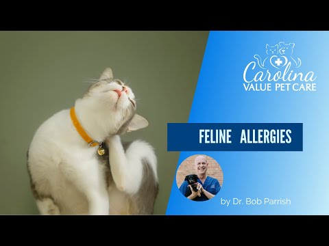 Cat allergy main