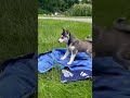 Alaskan Klee Kai dogs for sale: Alaskian ❤️ICA Reg❤️ - Video 3
