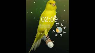 Download lagu kenari gacor durasi pendek cocok buat pancingan kenarimana pun lansung Yau gacor do @KICAU MV mp3 Download lagu kenari gacor durasi pendek cocok buat pancingan kenarimana pun lansung Yau gacor do @KICAU MV mp3