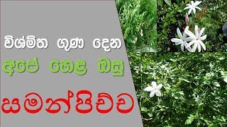 Hela Osu Sinhala  Samanpichcha Mal  Story Eka