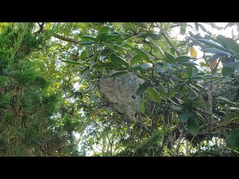 Finding a Bald-Faced Hornets Nest During An Inspection in Tinton Falls, NJ