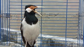 Download lagu Pancingan Jalak Suren Gacor Full Isian Variasi - Masteran Suara Burung Jalak Gacor Full Isian Mewah mp3