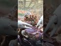 Calories In 1 Lb Snow Crab Legs