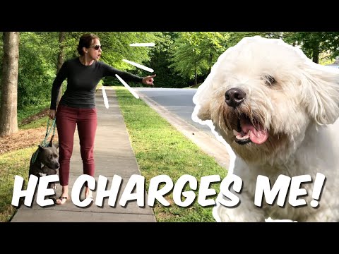 A Little Dog Charges Me: What To Do