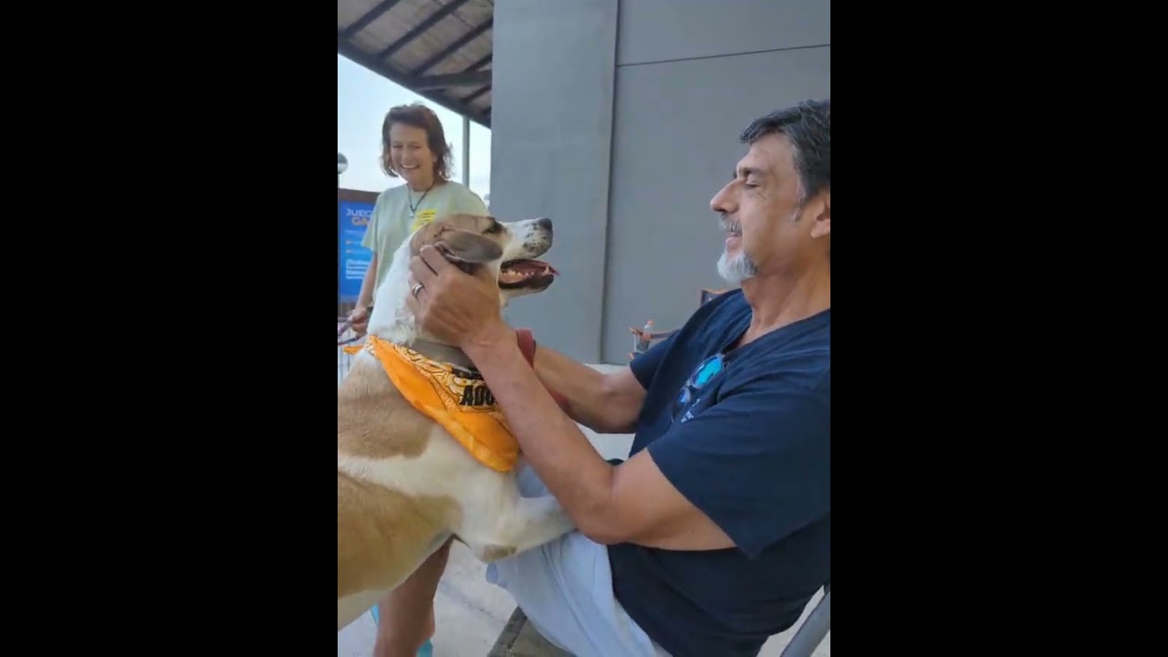 Enlarge Pinto, a Adoptable mixed breed in Anacortes, WA video 3/6