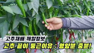 고추 비료 췌-크!