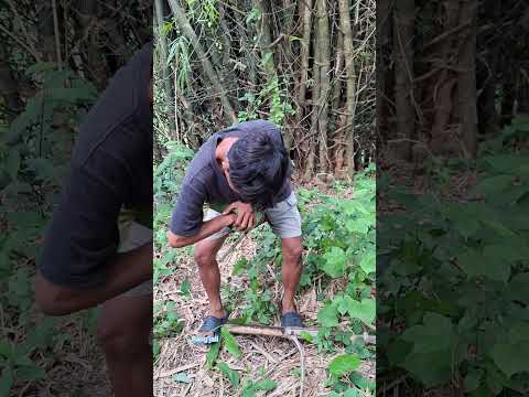 cute animals hiding in bamboo holes#videoshort #nature