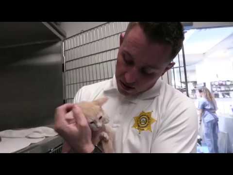 Animal Control Officers talk about Trap, Neuter and Return TNR
