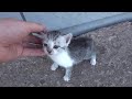 Baby Kitten Found On A Small Street
