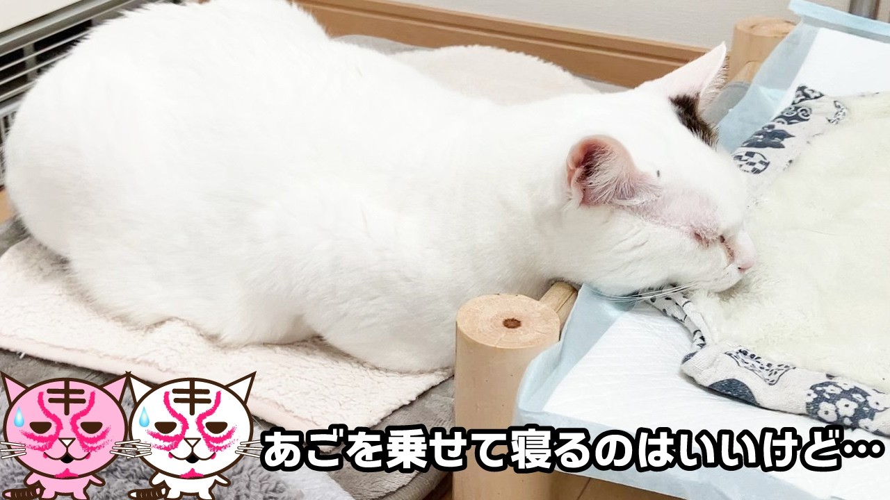 何にでもあごを乗せて寝る猫
