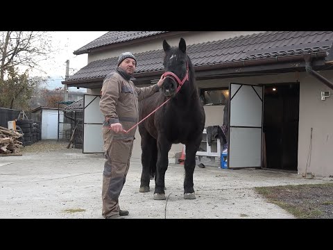 Caii lui Pufi de la Gilau, Cluj - 2024 Nou!!!