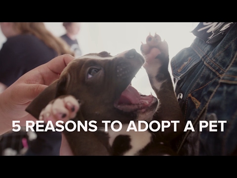 5 Reasons to Adopt a Pet