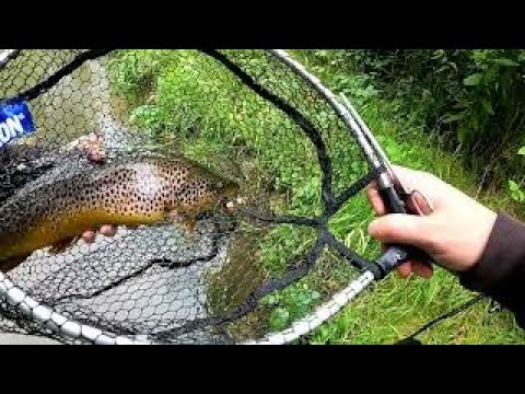 Mit der Ul Rute am Fluss 50+ Bachforelle. Forellen / Forelle / Fluss / Ul