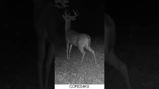 Buck walking on hind legs #trailcamology #shorts