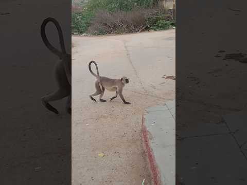 Bajrang Bajrang#shorts #bandra